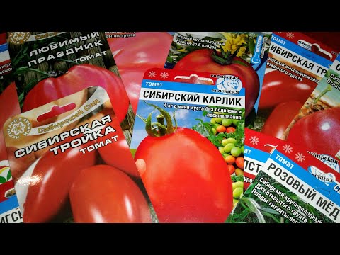 Tomatoes Siberian dwarf: characteristics and description of the variety, photos, reviews