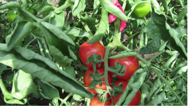 Tomatoes Siberian dwarf: characteristics and description of the variety, photos, reviews