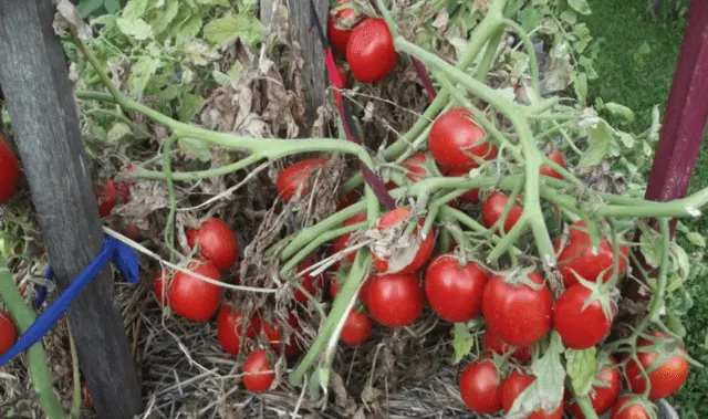 Tomatoes Siberian dwarf: characteristics and description of the variety, photos, reviews