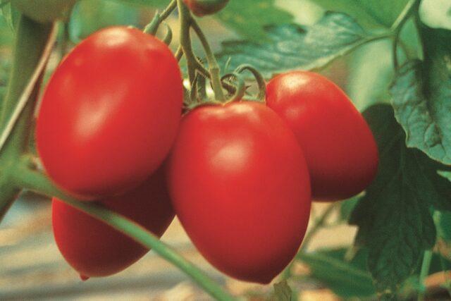 Tomatoes Siberian dwarf: characteristics and description of the variety, photos, reviews