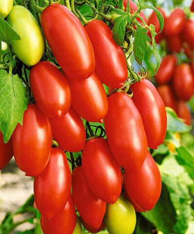 Tomatoes Siberian Grozdevoy: variety description, photos, reviews