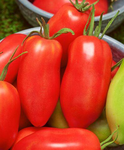 Tomatoes Siberian Grozdevoy: variety description, photos, reviews