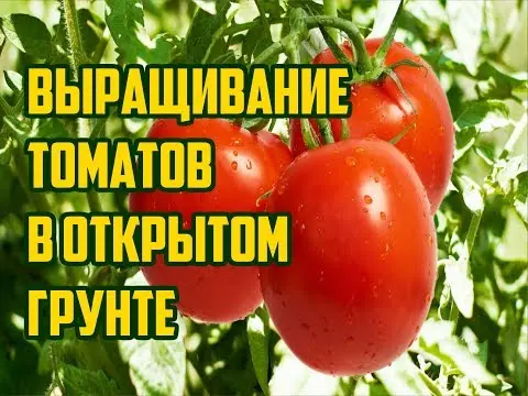 Tomatoes Sofa F1: variety description, photo, reviews, video