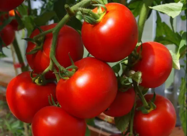 Tomatoes Sofa F1: variety description, photo, reviews, video