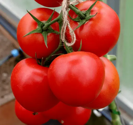 Tomatoes Sofa F1: variety description, photo, reviews, video