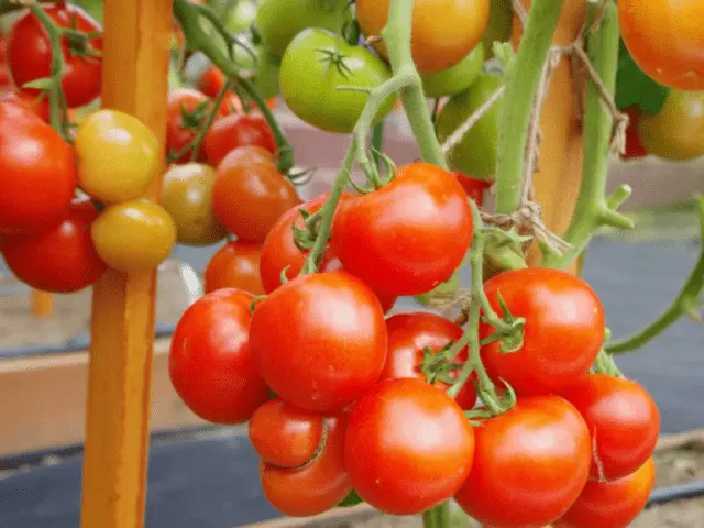 Tomatoes Sofa F1: variety description, photo, reviews, video