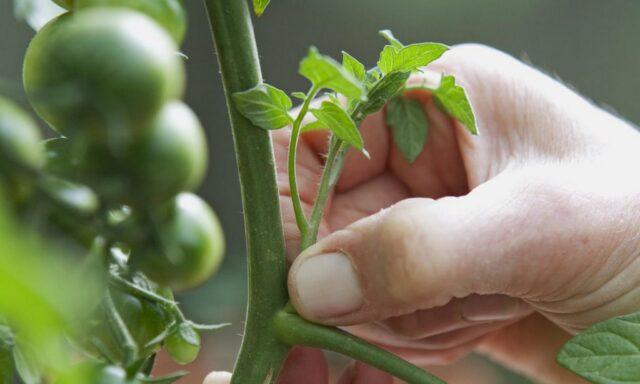 Tomatoes Sofa F1: variety description, photo, reviews, video