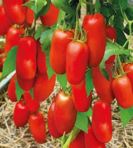 Tomatoes Sterlet F1: variety description, photos, reviews of gardeners