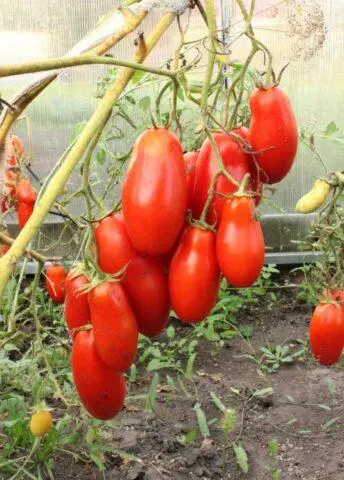 Tomatoes Sterlet F1: variety description, photos, reviews of gardeners