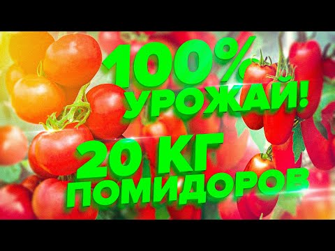 Tomatoes Sterlet F1: variety description, photos, reviews of gardeners