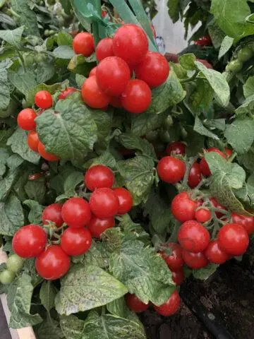 Tomatoes Stone Flower: variety description, photos, reviews, how to plant, how to grow