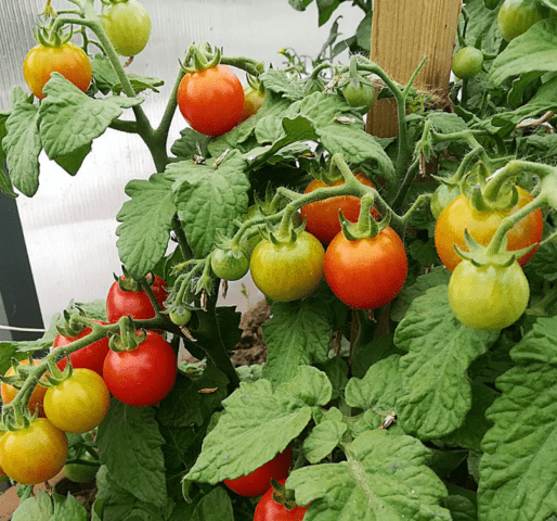 Tomatoes Stone Flower: variety description, photos, reviews, how to plant, how to grow