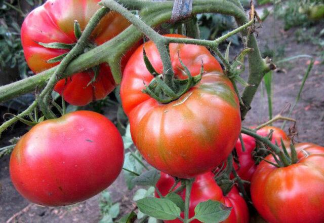 Tomatoes Sugar pudovichok: variety description, photos, reviews