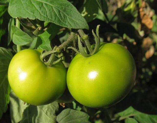 Tomatoes Sugar pudovichok: variety description, photos, reviews