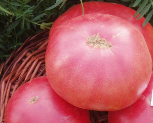 Tomatoes Sugar pudovichok: variety description, photos, reviews