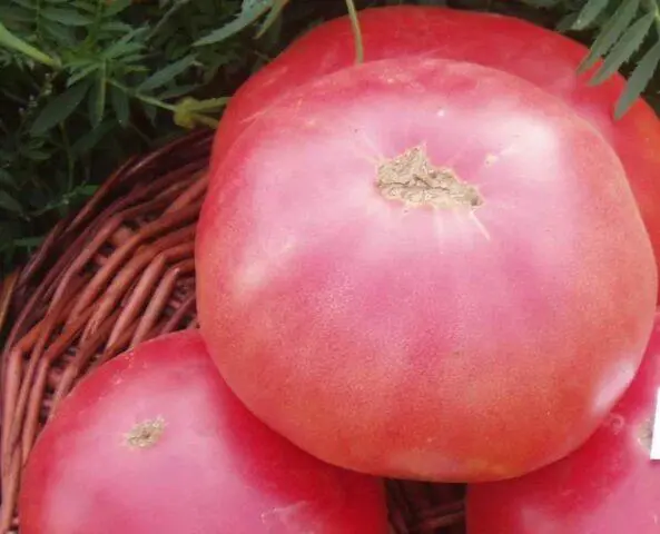 Tomatoes Sugar pudovichok: variety description, photos, reviews