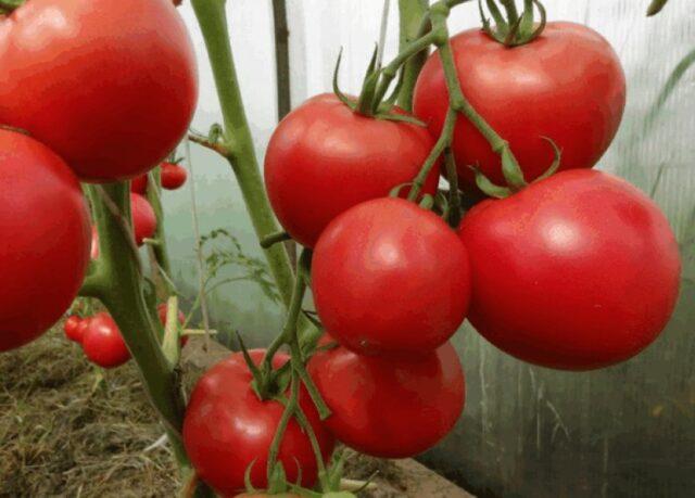 Tomatoes Sugar pudovichok: variety description, photos, reviews