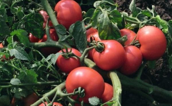 Tomatoes Sultan F1: reviews, photos, yield