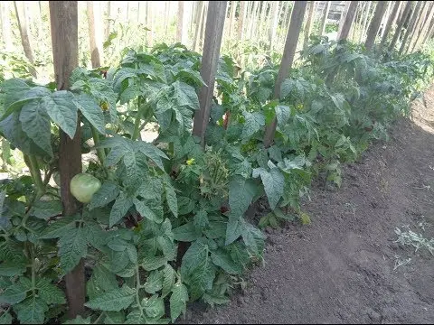 Tomatoes Sultan F1: reviews, photos, yield