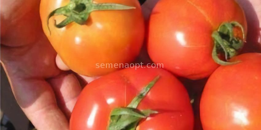 Tomatoes Sultan F1: reviews, photos, yield