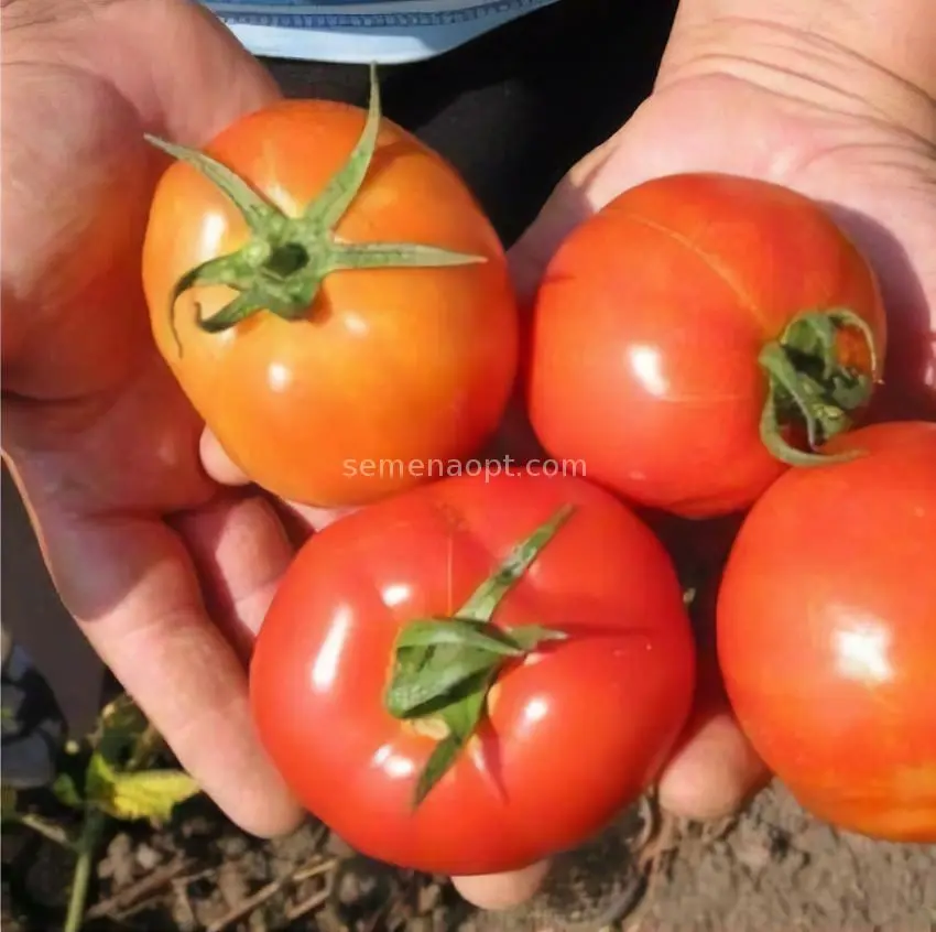 Tomatoes Sultan F1: reviews, photos, yield