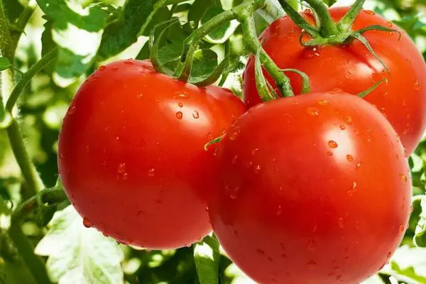 Tomatoes: the best varieties for greenhouses with photos and descriptions