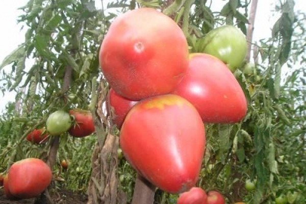 Tomatoes: the best varieties for greenhouses with photos and descriptions