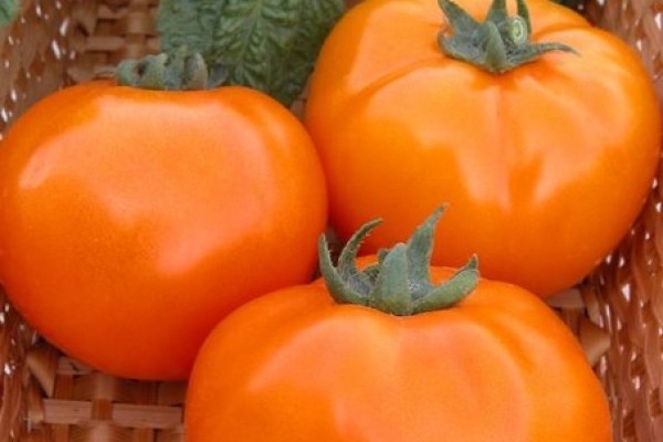 Tomatoes: the best varieties for greenhouses with photos and descriptions