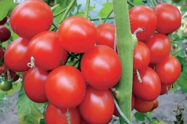 Tomatoes: the best varieties for greenhouses with photos and descriptions