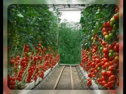 Tomatoes: the best varieties for greenhouses with photos and descriptions