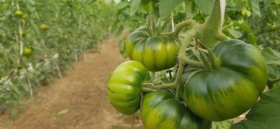 Tomatoes: the best varieties for greenhouses with photos and descriptions