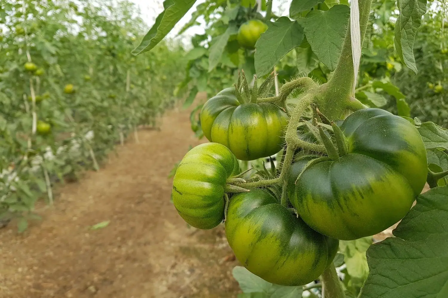 Tomatoes: the best varieties for greenhouses with photos and descriptions