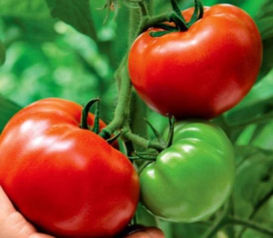 Tomatoes Tolstushka: description, photo