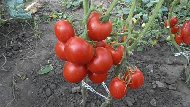 Tomatoes Tolstushka: description, photo