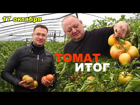 Tomatoes Tolstushka: description, photo