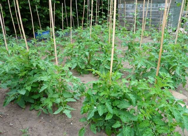 Tomatoes: undersized early varieties for open ground