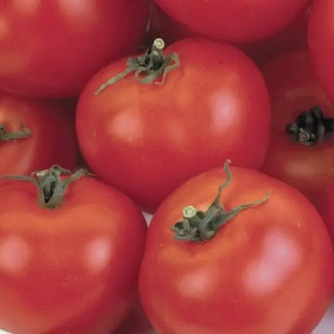 Tomatoes: undersized early varieties for open ground