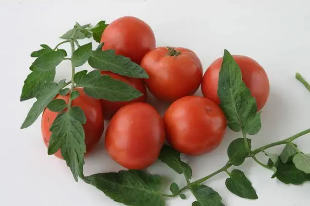 Tomatoes: undersized early varieties for open ground