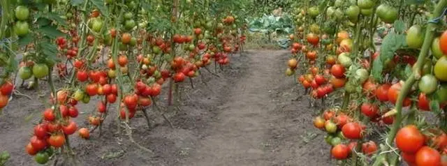 Tomatoes: undersized early varieties for open ground