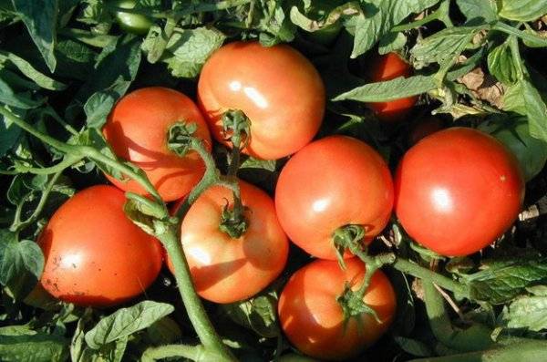 Tomatoes: undersized early varieties for open ground