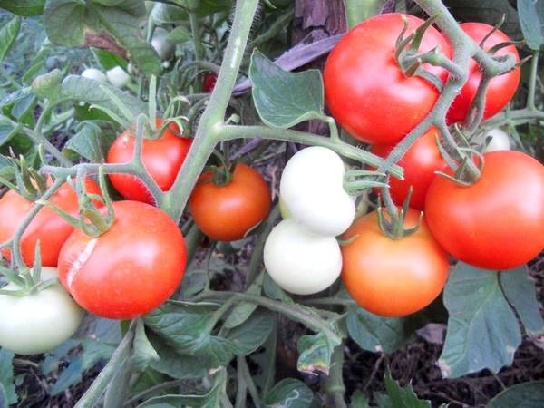 Tomatoes: undersized early varieties for open ground