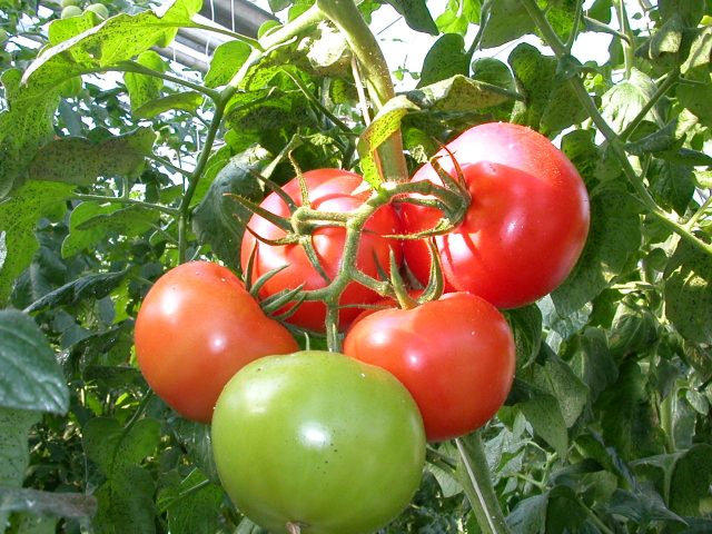 Tomatoes Volgogradets: variety description, photos, reviews