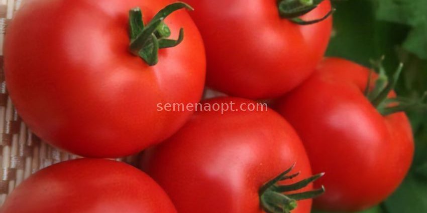 Tomatoes Volgogradets: variety description, photos, reviews