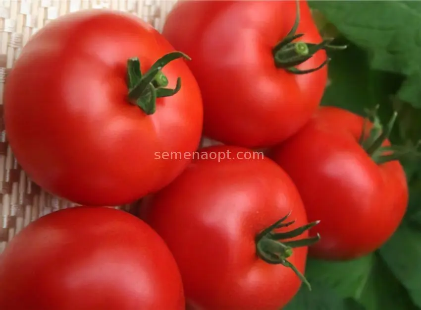 Tomatoes Volgogradets: variety description, photos, reviews