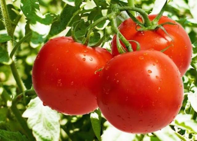 Tomatoes Yablonka Our Country