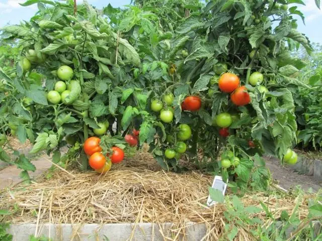 Tomatoes Yablonka Our Country