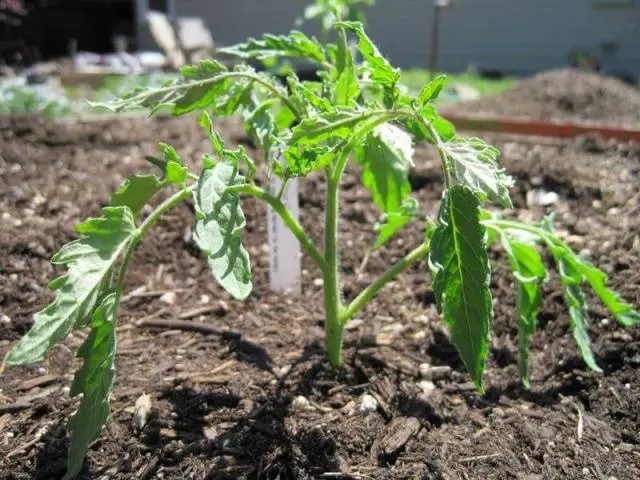 Tomatoes Yablonka Our Country