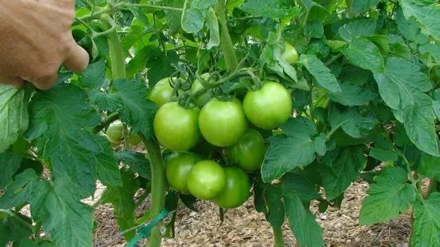 Tomatoes Yablonka Our Country