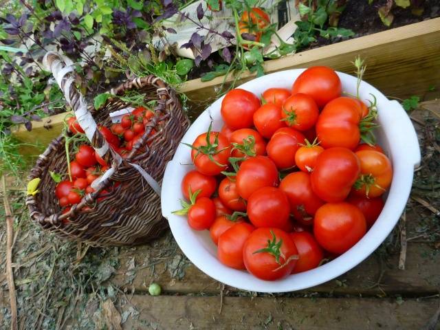 Tomatoes Yablonka Our Country