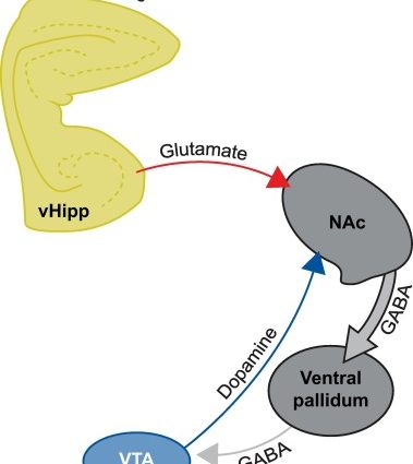 Too much glutamate can trigger schizophrenic psychosis